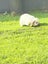 Rabbits / Guinea pig Carousel 3