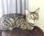 4 year old Female Cat - Looking for a Loving Home Carousel 1