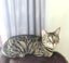 4 year old Female Cat - Looking for a Loving Home Carousel 2