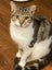 Brave Paws Cat Rescue - Kitten -7 months Pinto Carousel 1