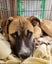 Chase (Ellie's Canine Rescue & Rehome) Carousel 1