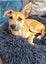 Skye (Ellie's Canine Rescue & Rehome) Carousel 1