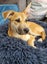 Skye (Ellie's Canine Rescue & Rehome) Carousel 2