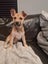 Skye (Ellie's Canine Rescue & Rehome) Carousel 3