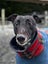 Max- Loving Cat Trainable Greyhound Boy Carousel 1