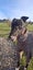 Max- Loving Cat Trainable Greyhound Boy Carousel 4