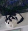 Brave Paws Cat Rescue - Kitten - 10 months SKye Carousel 1