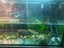 Reeves Turtle with Tank and full set up Carousel 3