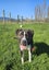 Indigo (Hauraki Pound Pups) Carousel 1