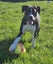 Indigo (Hauraki Pound Pups) Carousel 2