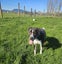 Indigo (Hauraki Pound Pups) Carousel 3