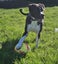 Indigo (Hauraki Pound Pups) Carousel 4