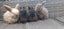 Hand Raised Purebred Mini lop Rabbits Carousel 1
