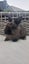 Hand Raised Purebred Mini lop Rabbits Carousel 2