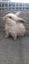 Hand Raised Purebred Mini lop Rabbits Carousel 4