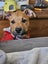 Twix (Hauraki Pound Pups) Carousel 2