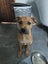 Twix (Hauraki Pound Pups) Carousel 3