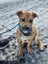 Twix (Hauraki Pound Pups) Carousel 4