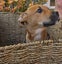 Twix (Hauraki Pound Pups) Carousel 5