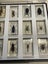 National Geographic 15 resin mounted real life bugs & insects + extras Carousel 7