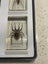 National Geographic 15 resin mounted real life bugs & insects + extras Carousel 9