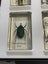 National Geographic 15 resin mounted real life bugs & insects + extras Carousel 8