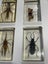 National Geographic 15 resin mounted real life bugs & insects + extras Carousel 5