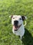 Stanley (Hauraki Pound Pups) Carousel 1