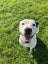 Stanley (Hauraki Pound Pups) Carousel 2