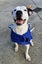 Stanley (Hauraki Pound Pups) Carousel 3