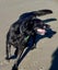 Adopt Indy – Beautiful 8-Year-Old Labrador x Collie Carousel 3