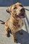 Chewbacca (Hauraki Pound Pups) Carousel 3