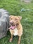Chewbacca (Hauraki Pound Pups) Carousel 4