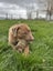 Chewbacca (Hauraki Pound Pups) Carousel 5