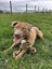 Chewbacca (Hauraki Pound Pups) Carousel 1
