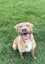 Chewbacca (Hauraki Pound Pups) Carousel 2