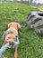 Chewbacca (Hauraki Pound Pups) Carousel 6