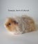 Gorgeous Baby Guinea Pigs, pick up Helensville Carousel 5