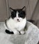 Pixie - WWC Rescue Kitten Carousel 4