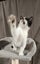 Pixie - WWC Rescue Kitten Carousel 6