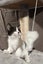 Pixie - WWC Rescue Kitten Carousel 7