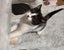 Pixie - WWC Rescue Kitten Carousel 1