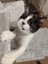 Pixie - WWC Rescue Kitten Carousel 8