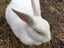 Female Rabbit Carousel 1