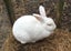 Female Rabbit Carousel 3