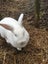 Female Rabbit Carousel 4