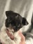 Blue Brussels Griffon puppies Carousel 7