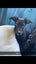 Border collie x Staffy puppies Carousel 3
