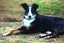 Adorable NZ Heading dog Carousel 1