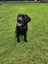 6 month Labrador puppy Carousel 1